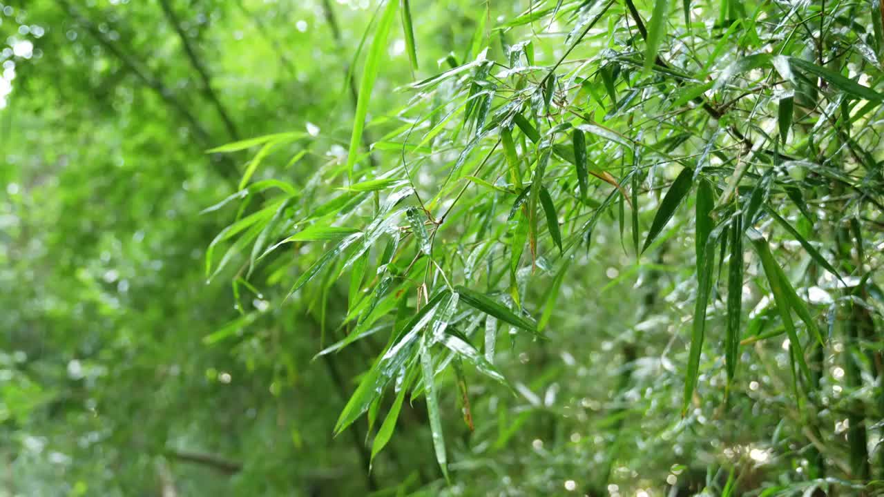 竹林竹叶禅意下雨天唯美空镜视频素材