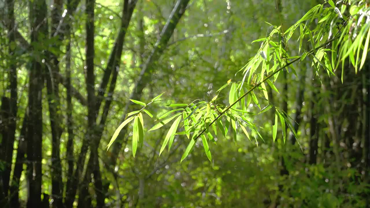 竹林竹叶禅意下雨天唯美空镜视频素材