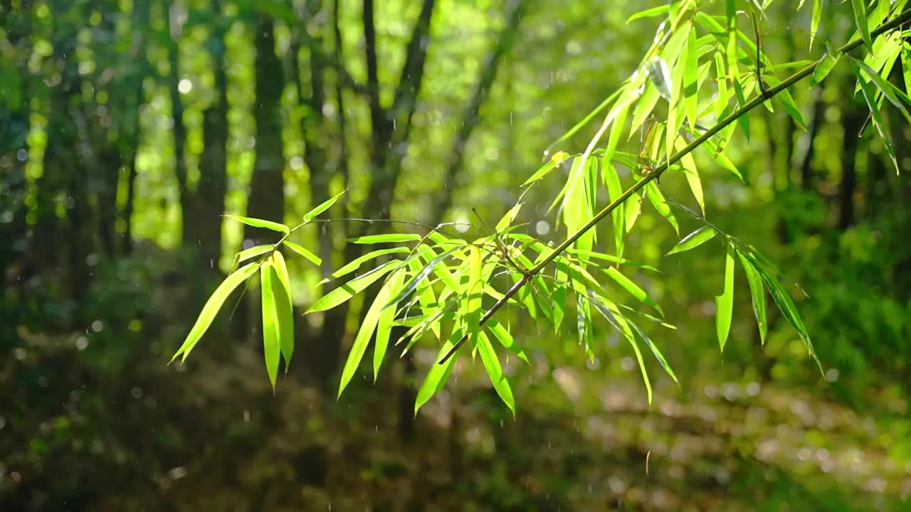 竹林竹叶禅意下雨天唯美空镜视频素材