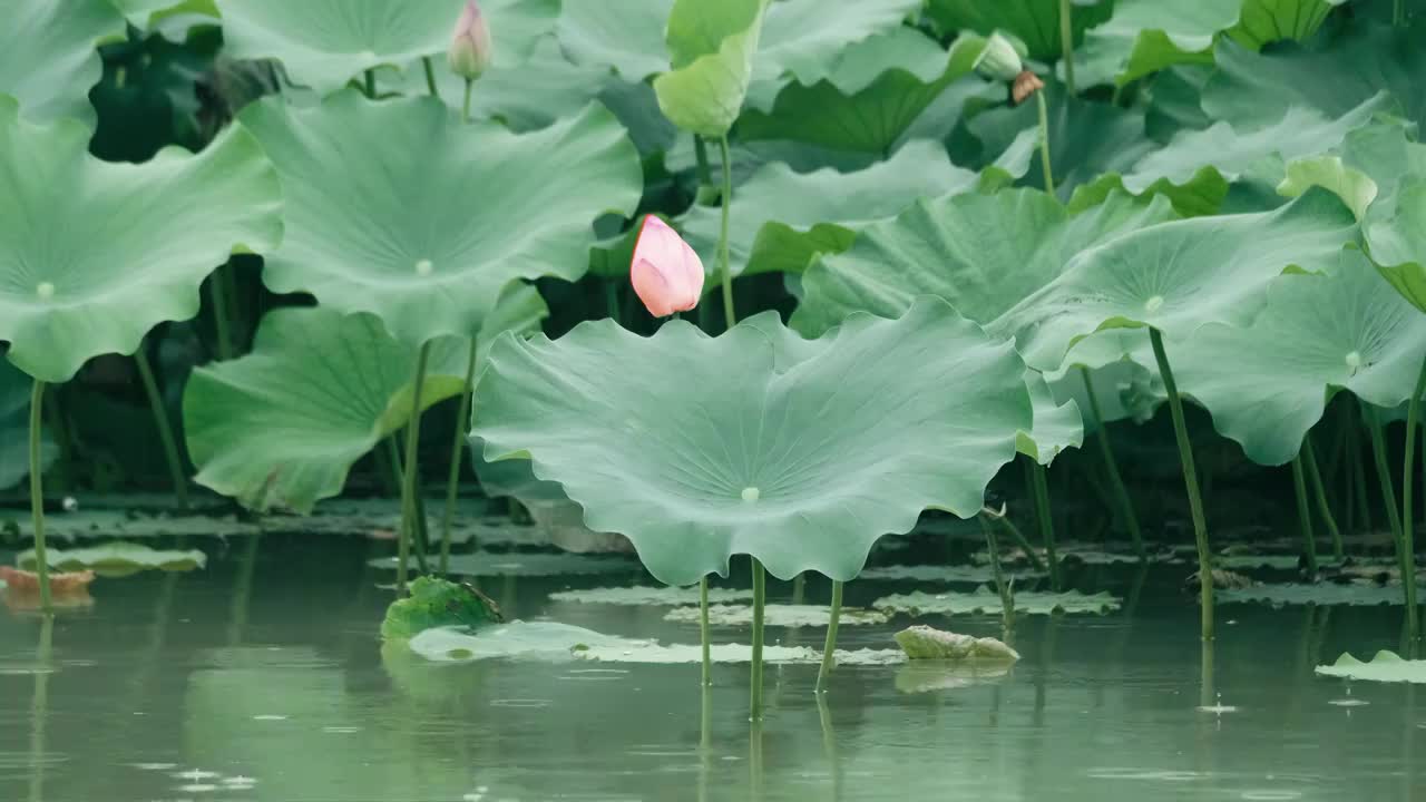 4K拍摄夏日雨天唯美荷花视频视频素材