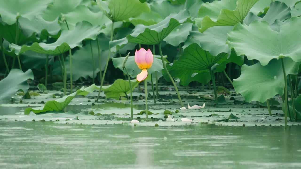 4K拍摄夏日雨天唯美荷花视频视频素材