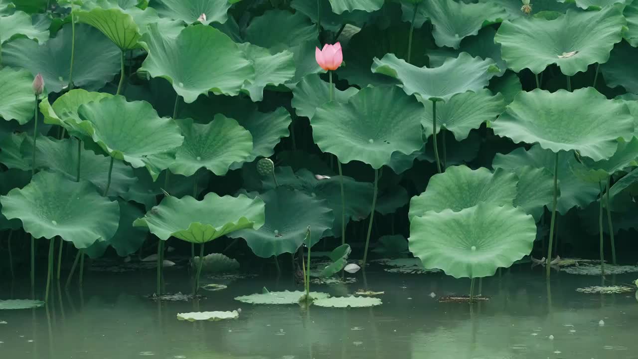 4K拍摄夏日雨天唯美荷花视频视频素材