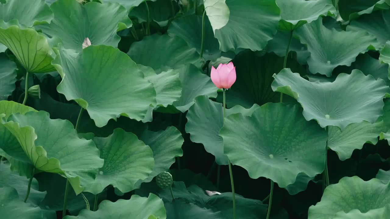 4K拍摄夏日雨天唯美荷花视频视频素材