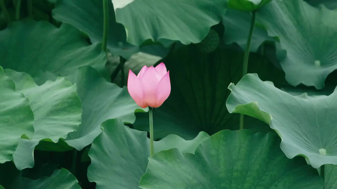 4K拍摄夏日雨天唯美荷花视频视频素材