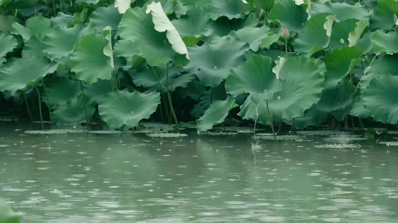 4K拍摄夏日雨天唯美荷花视频视频素材