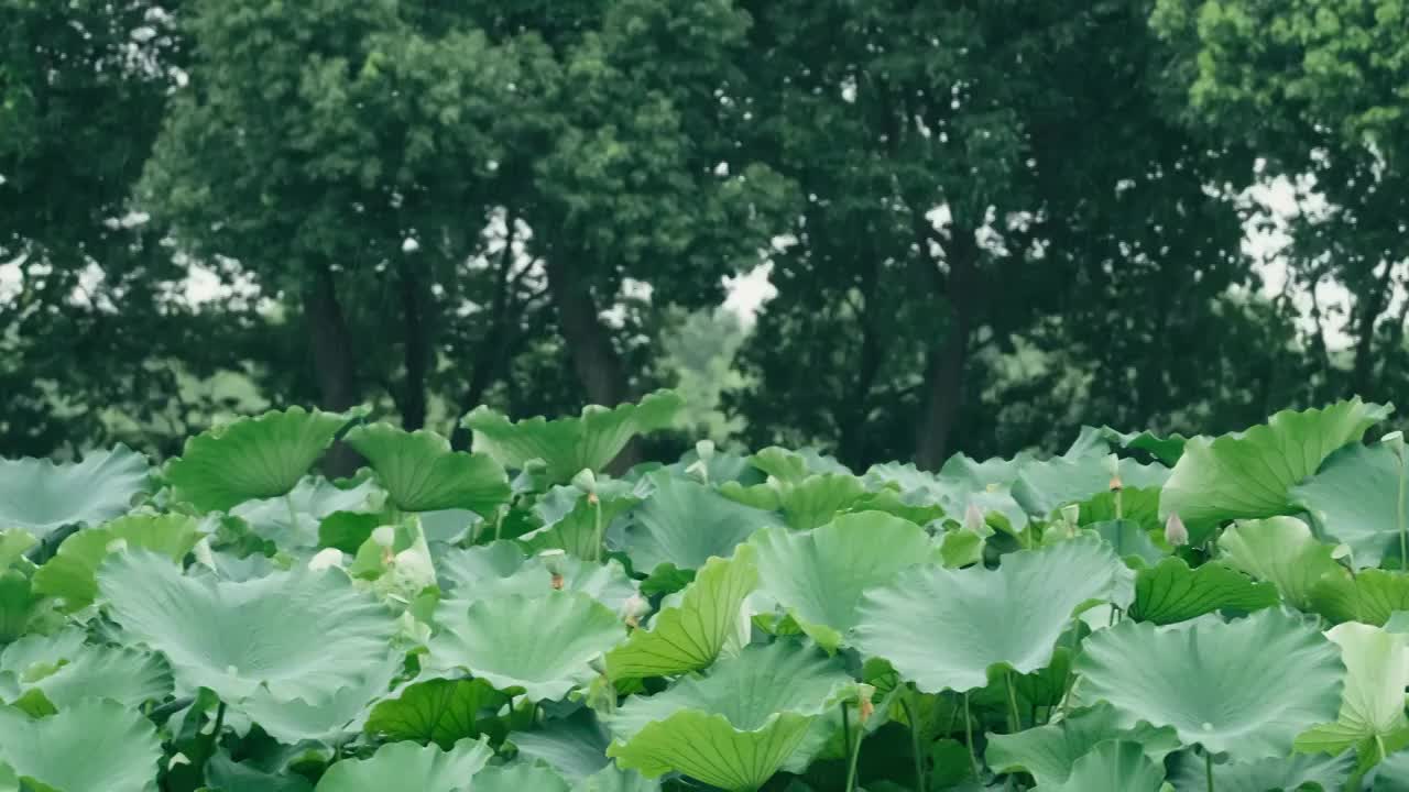 4K拍摄夏日雨天唯美荷花视频视频素材