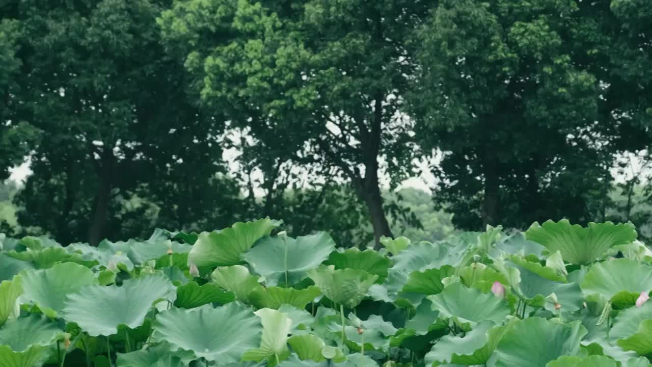 4K拍摄夏日雨天唯美荷花视频视频素材