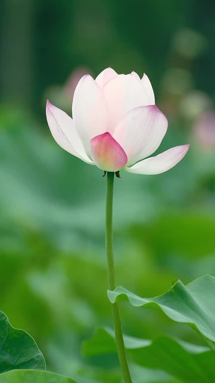 4K拍摄夏日雨天唯美荷花视频视频素材