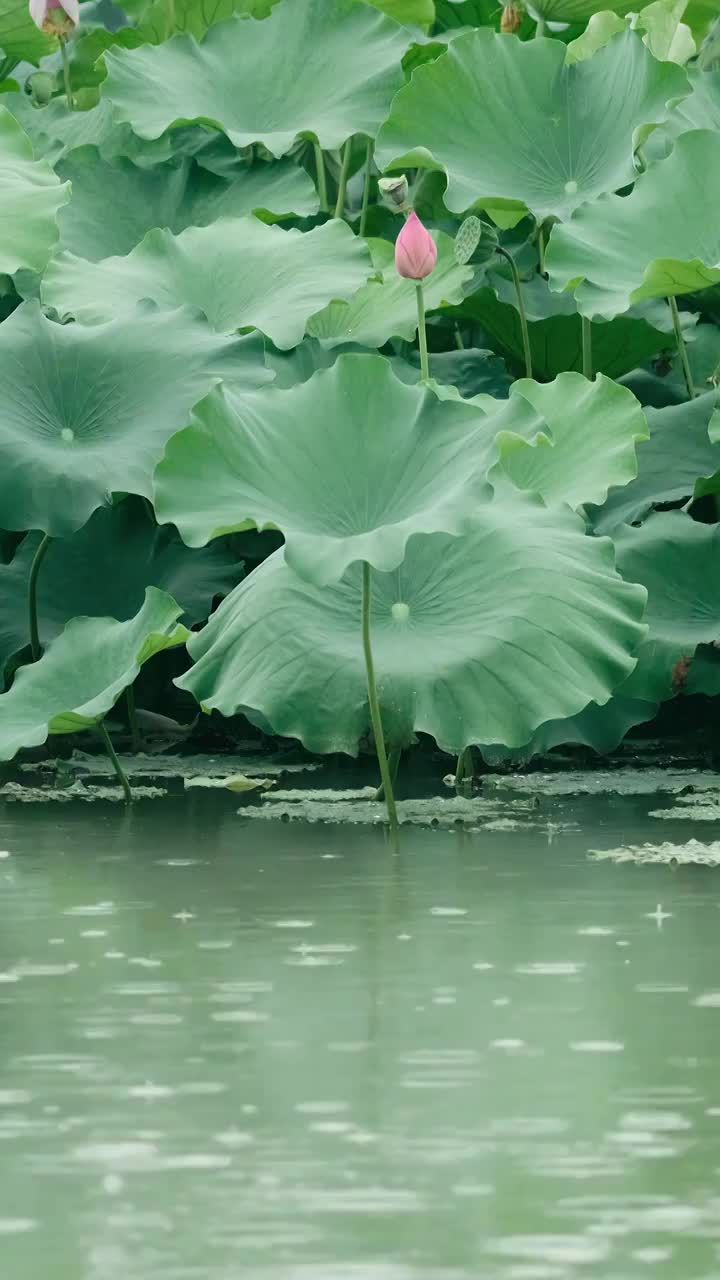 4K拍摄夏日雨天唯美荷花视频视频素材