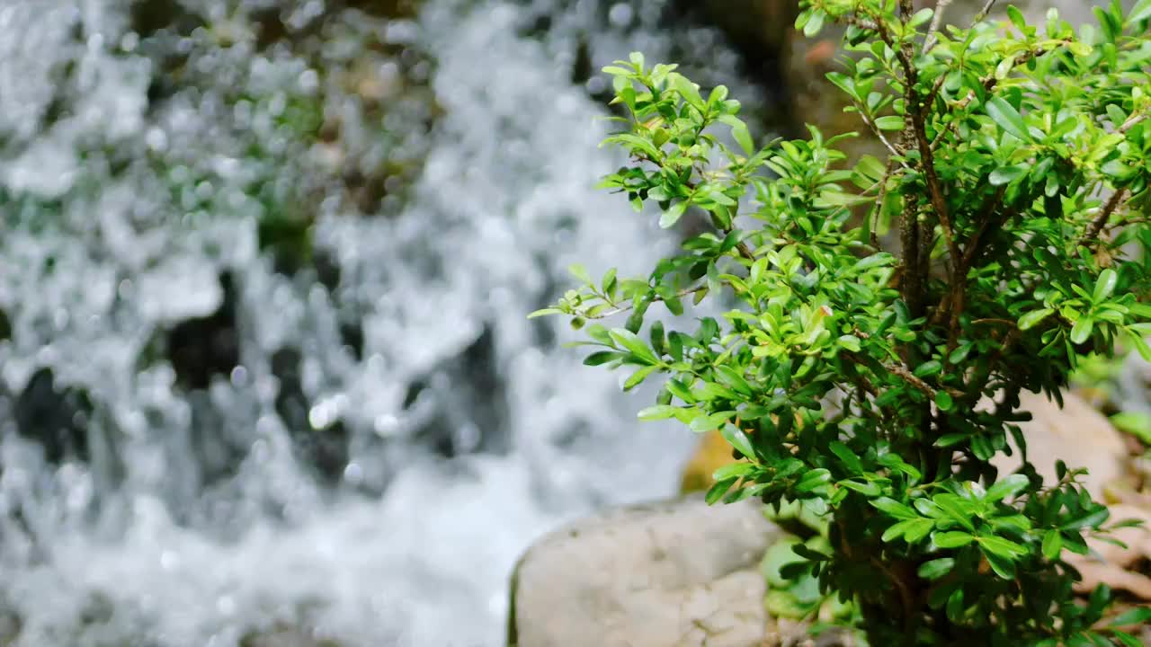 清澈的溪水沿山涧缓缓流淌发出潺潺声音冲刷着厚厚苔藓水源溪水湍急形成了泉水瀑布原生态水资源清澈透明山泉视频素材