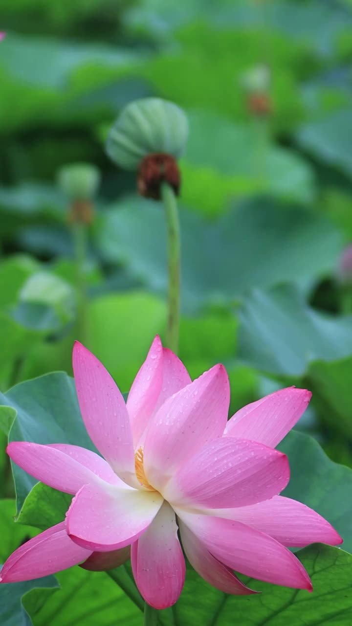 夏天美丽的荷花绽放视频素材