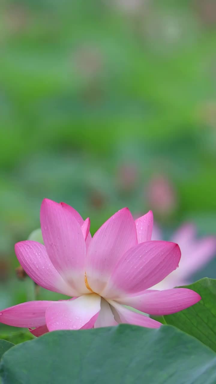 夏天美丽的荷花绽放视频素材