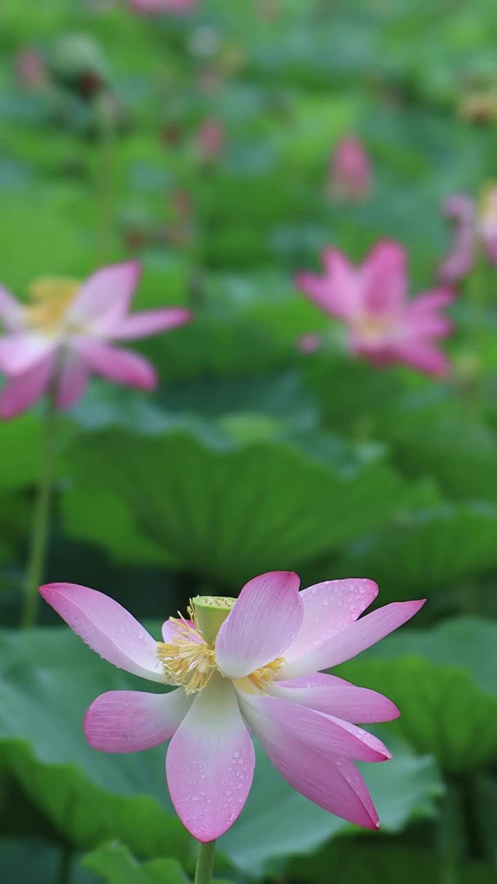 夏天美丽的荷花绽放视频素材