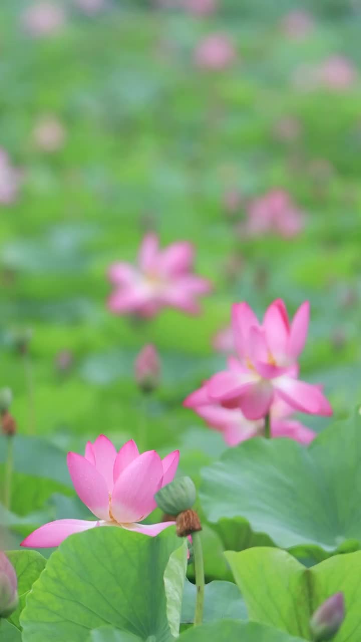 夏天美丽的荷花绽放视频素材