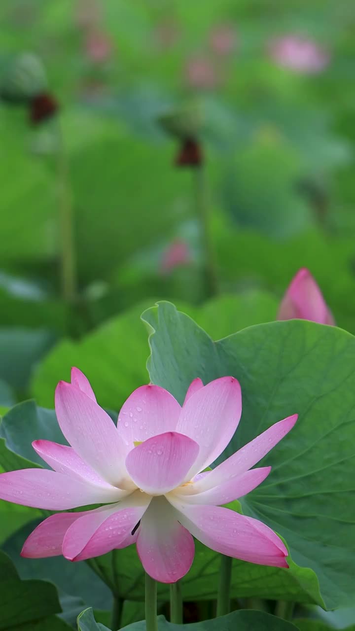 夏天美丽的荷花绽放视频素材