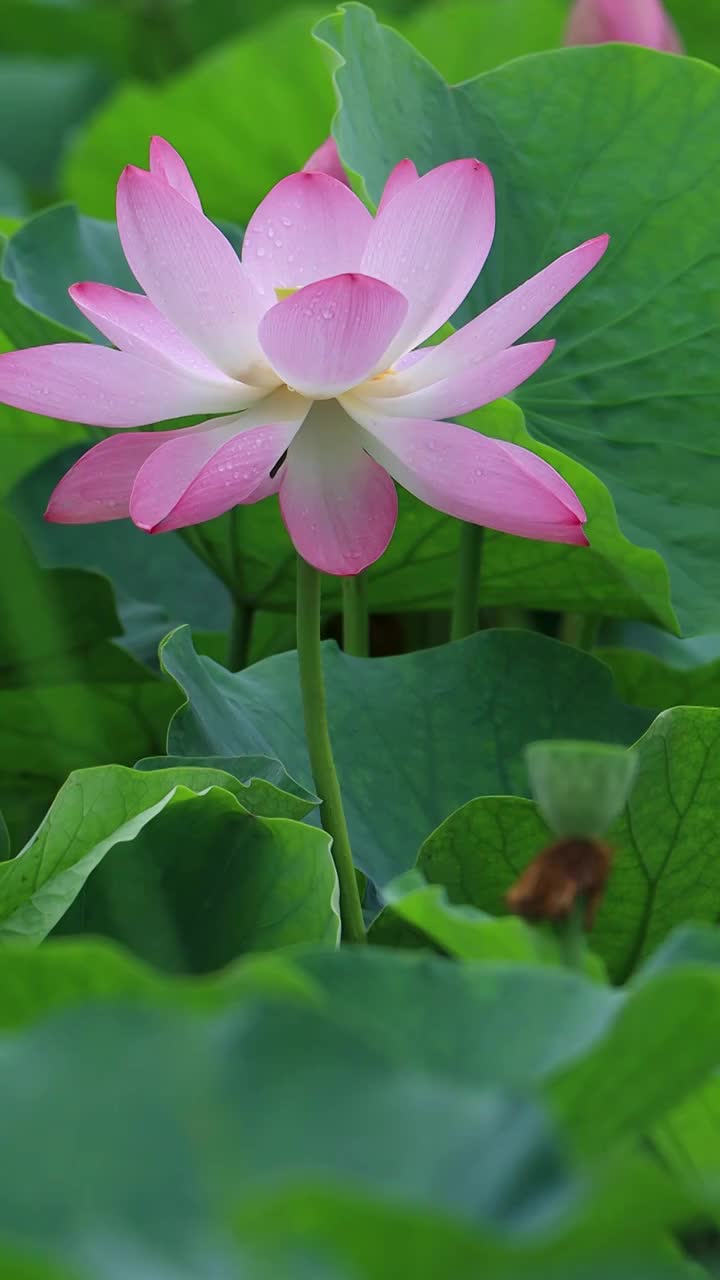 夏天美丽的荷花绽放视频素材