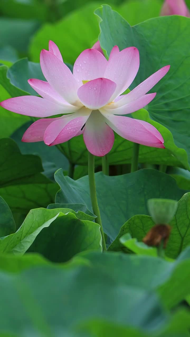 夏天美丽的荷花绽放视频素材