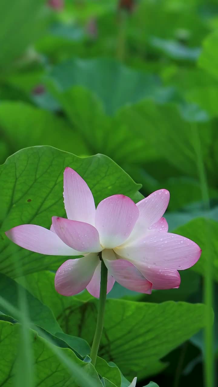 夏天美丽的荷花绽放视频素材