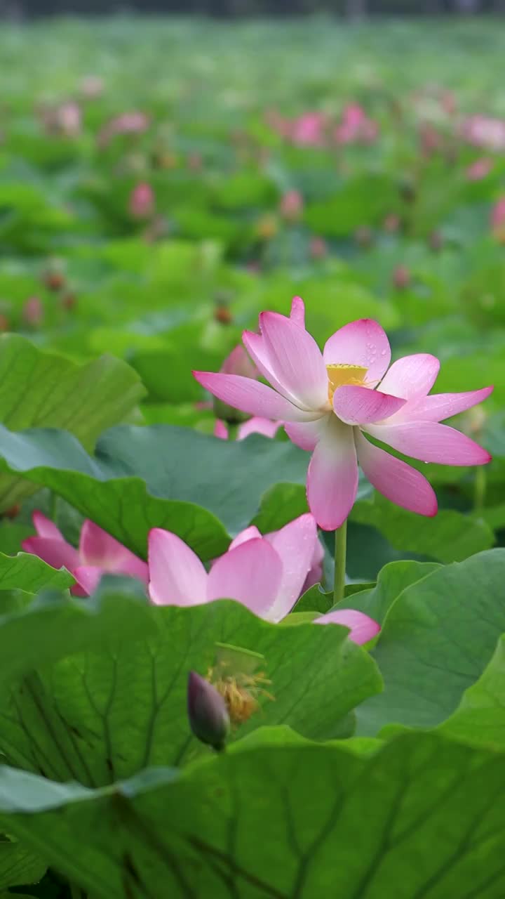 夏天美丽的荷花绽放视频素材