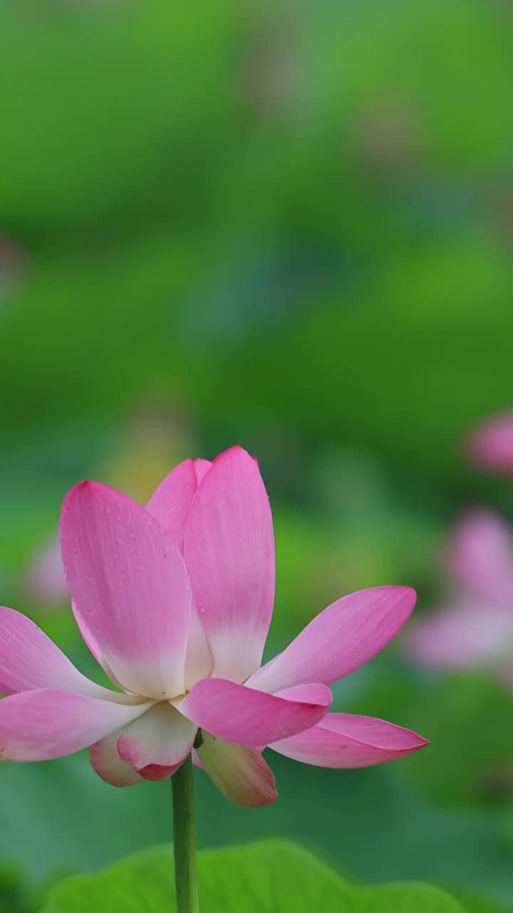 夏天美丽的荷花绽放视频素材