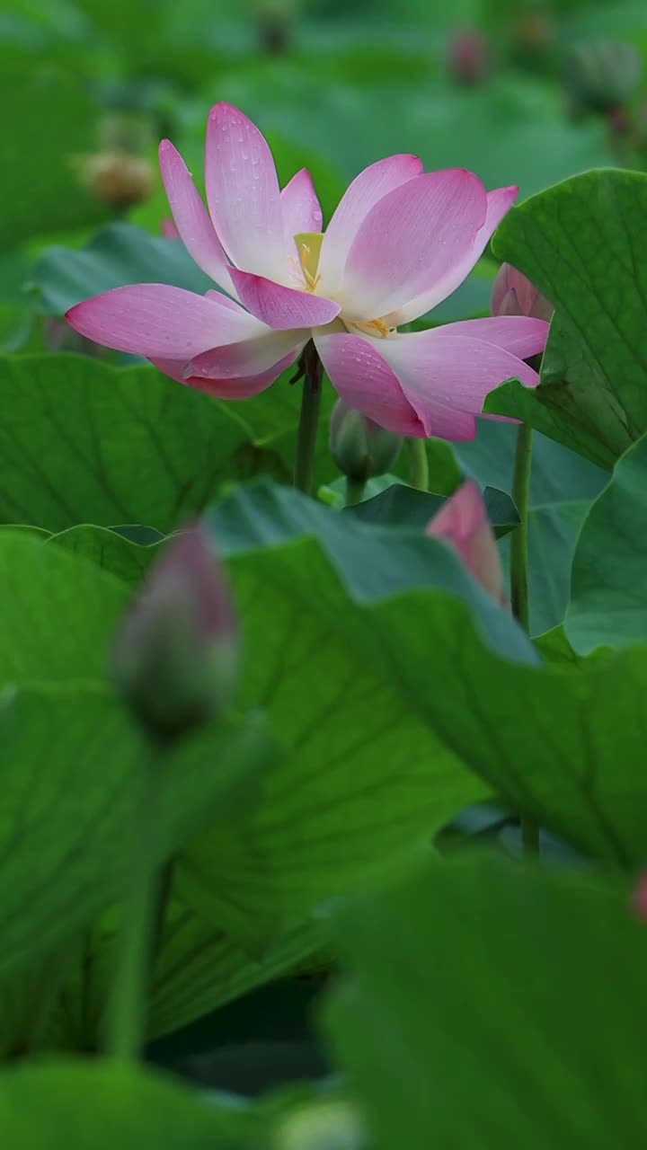 夏天美丽的荷花绽放视频素材