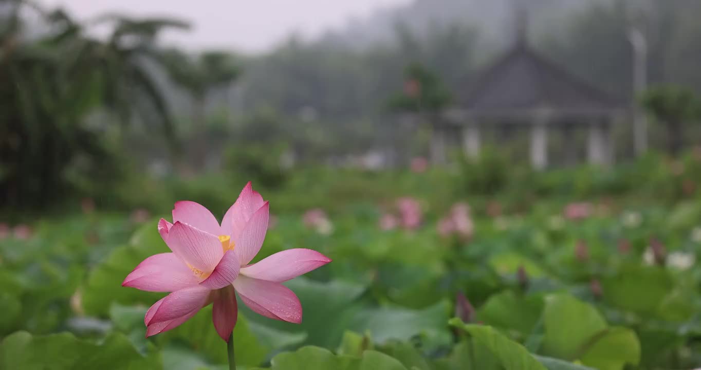 荷花在风雨中摇曳生姿视频素材