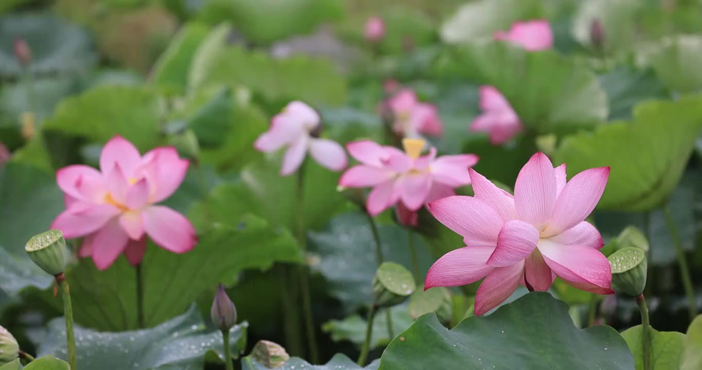 细雨中的荷塘视频素材