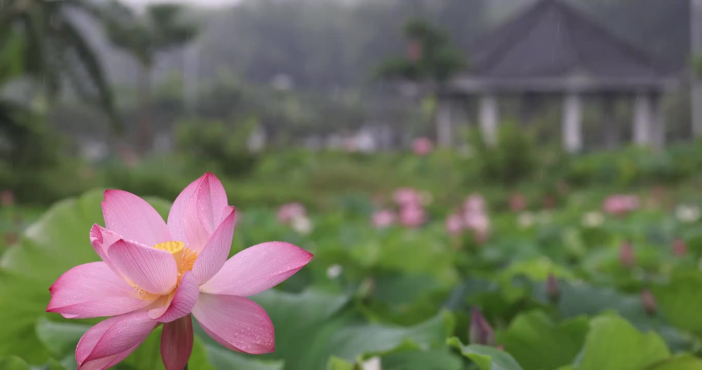 雨中的荷花和远处亭子视频素材