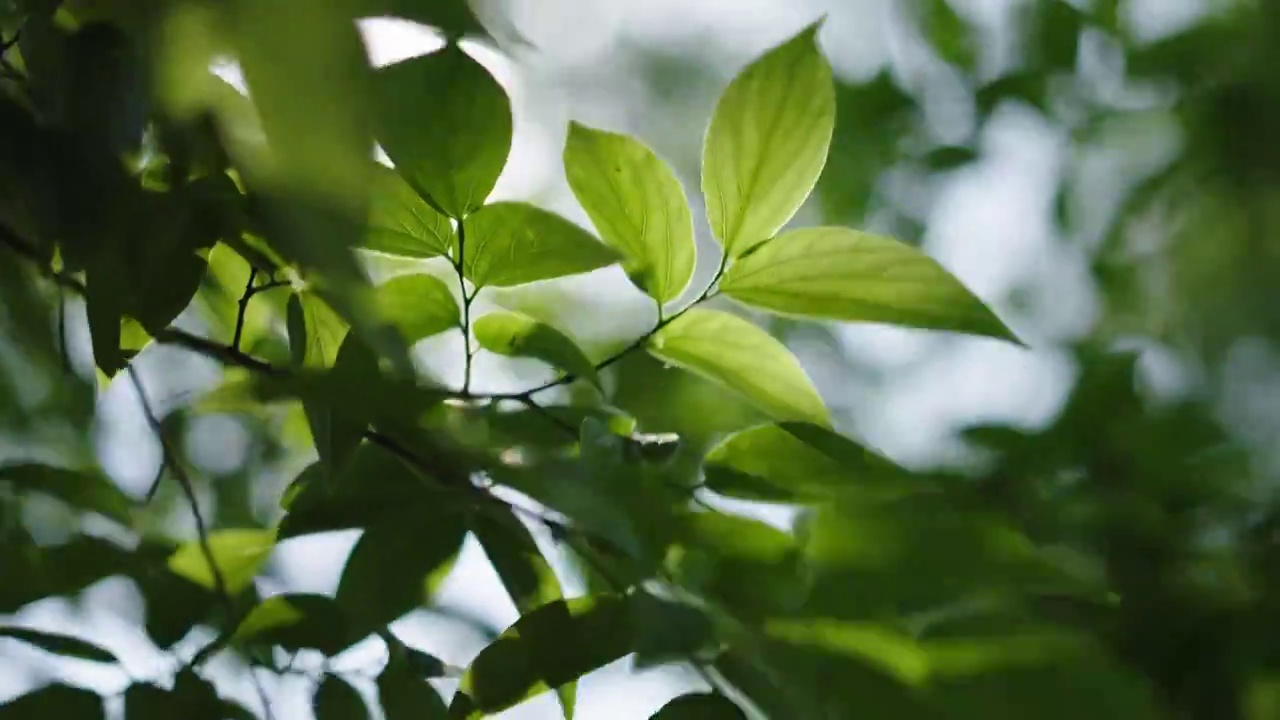 唯美清新的树叶视频素材