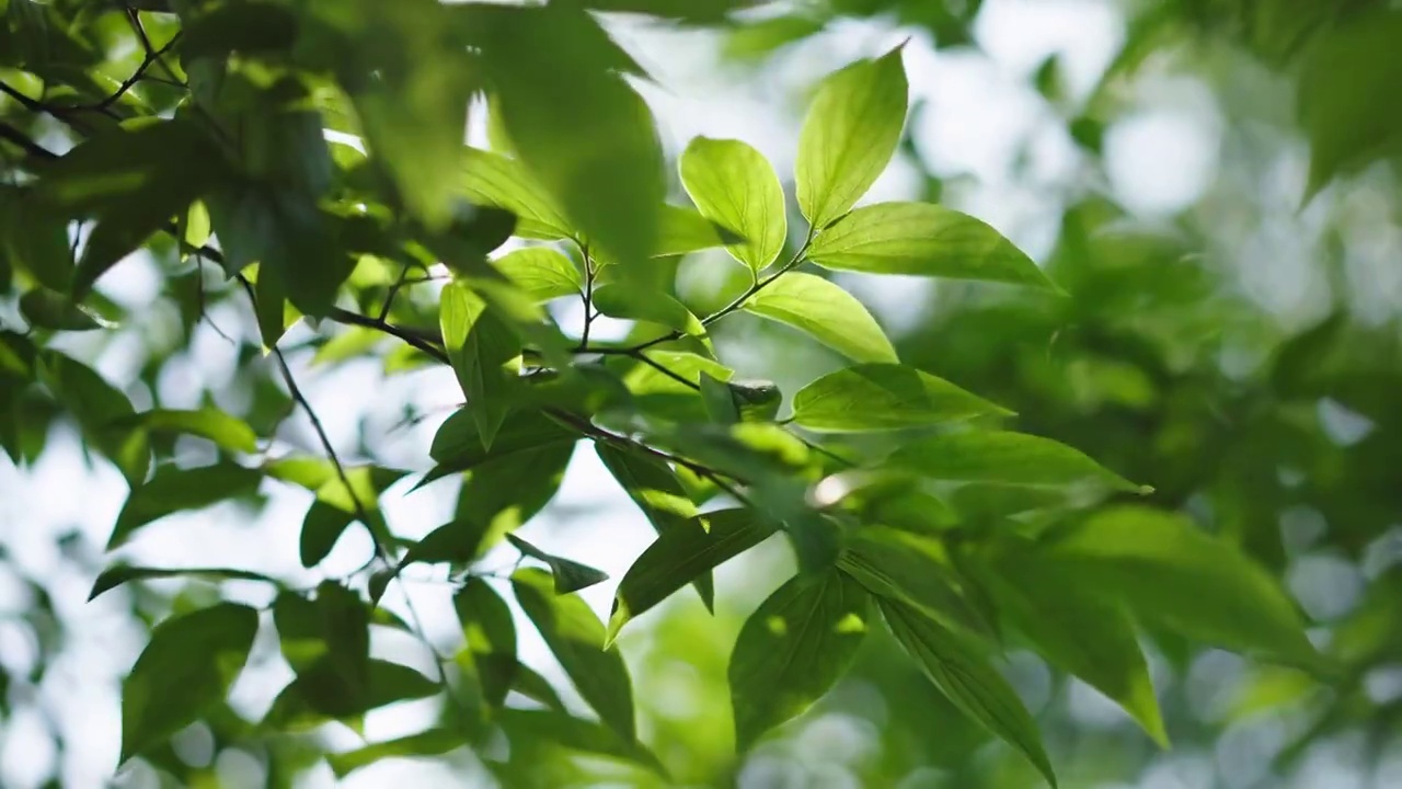 唯美清新的树叶视频素材