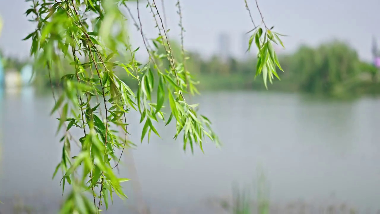 唯美清新的树叶视频素材