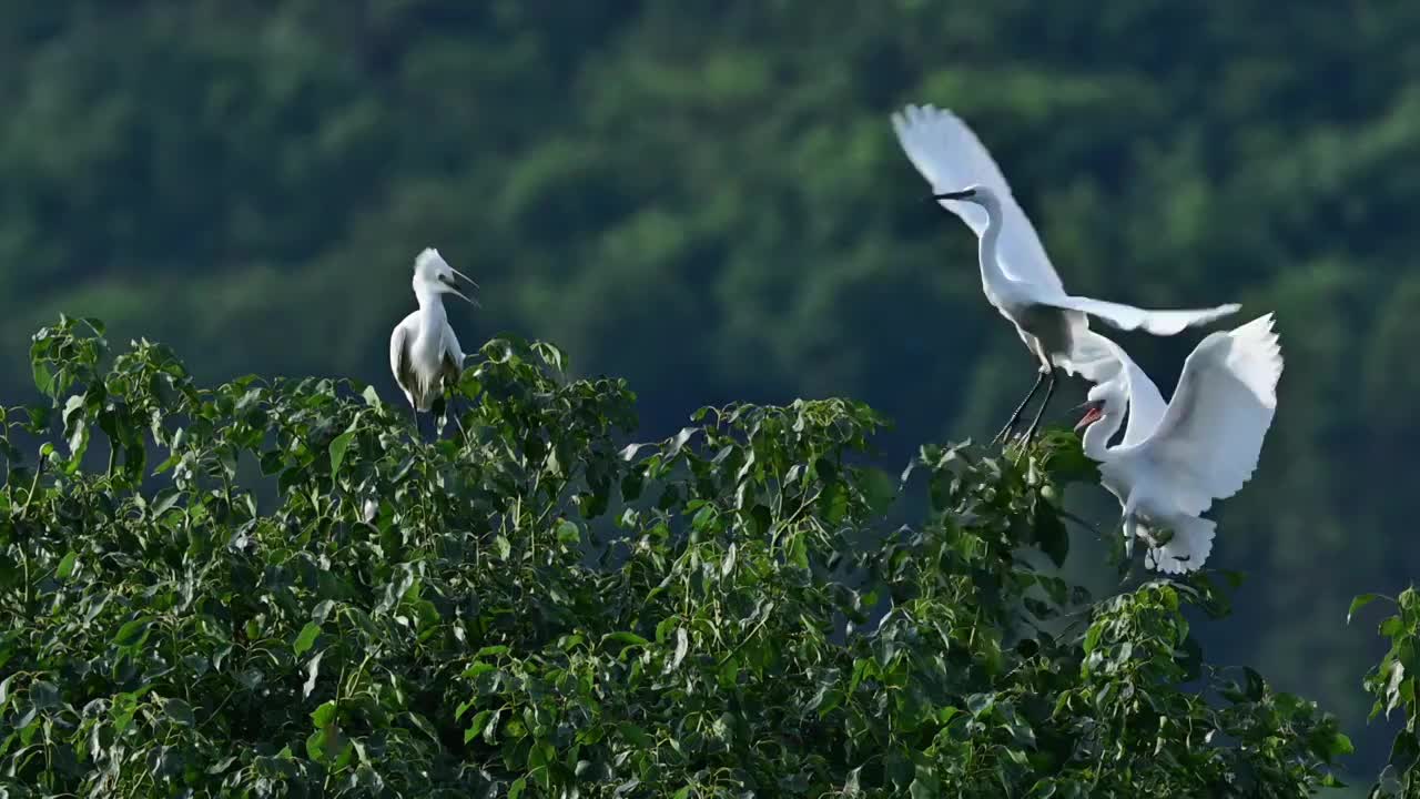 白鹭飞吻视频素材