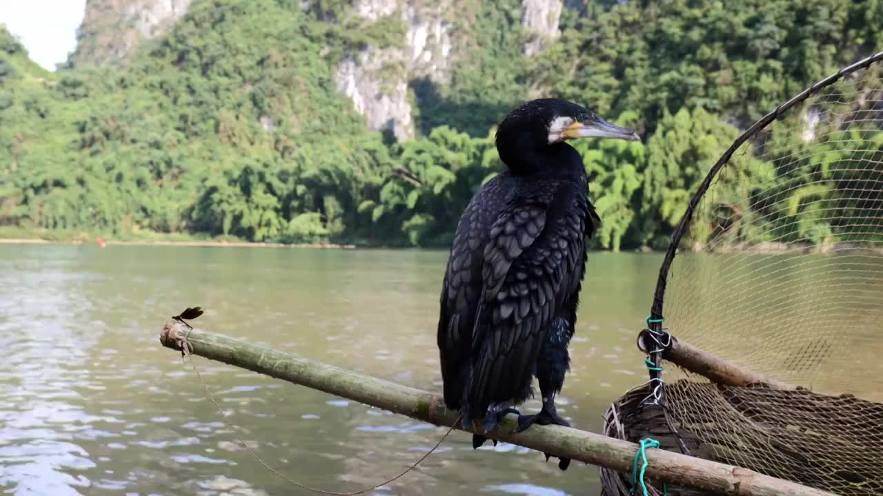 鱼鹰鸬鹚动物鸟类羽毛桂林漓江视频素材