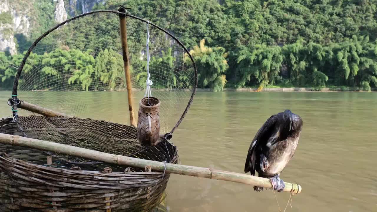 鱼鹰鸬鹚动物鸟类羽毛桂林漓江视频素材