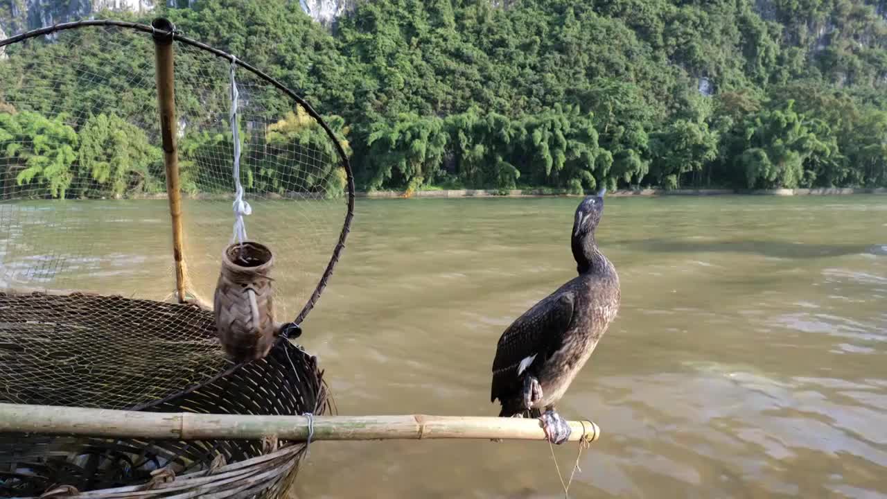 鱼鹰鸬鹚动物鸟类羽毛桂林漓江视频素材