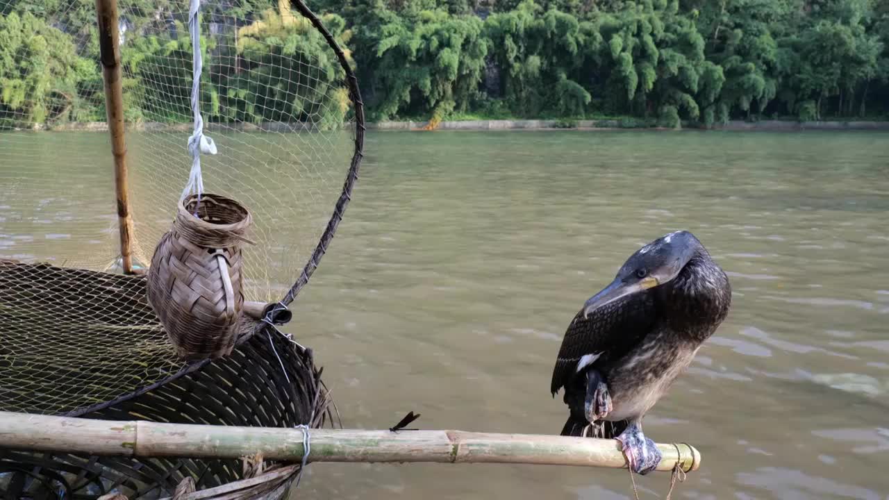 鱼鹰鸬鹚动物鸟类羽毛桂林漓江视频素材