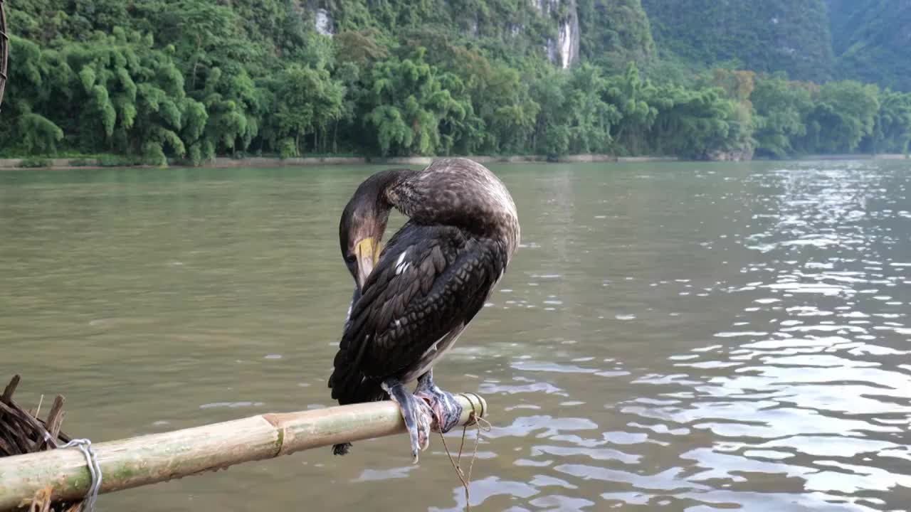 鱼鹰鸬鹚动物鸟类羽毛桂林漓江视频素材