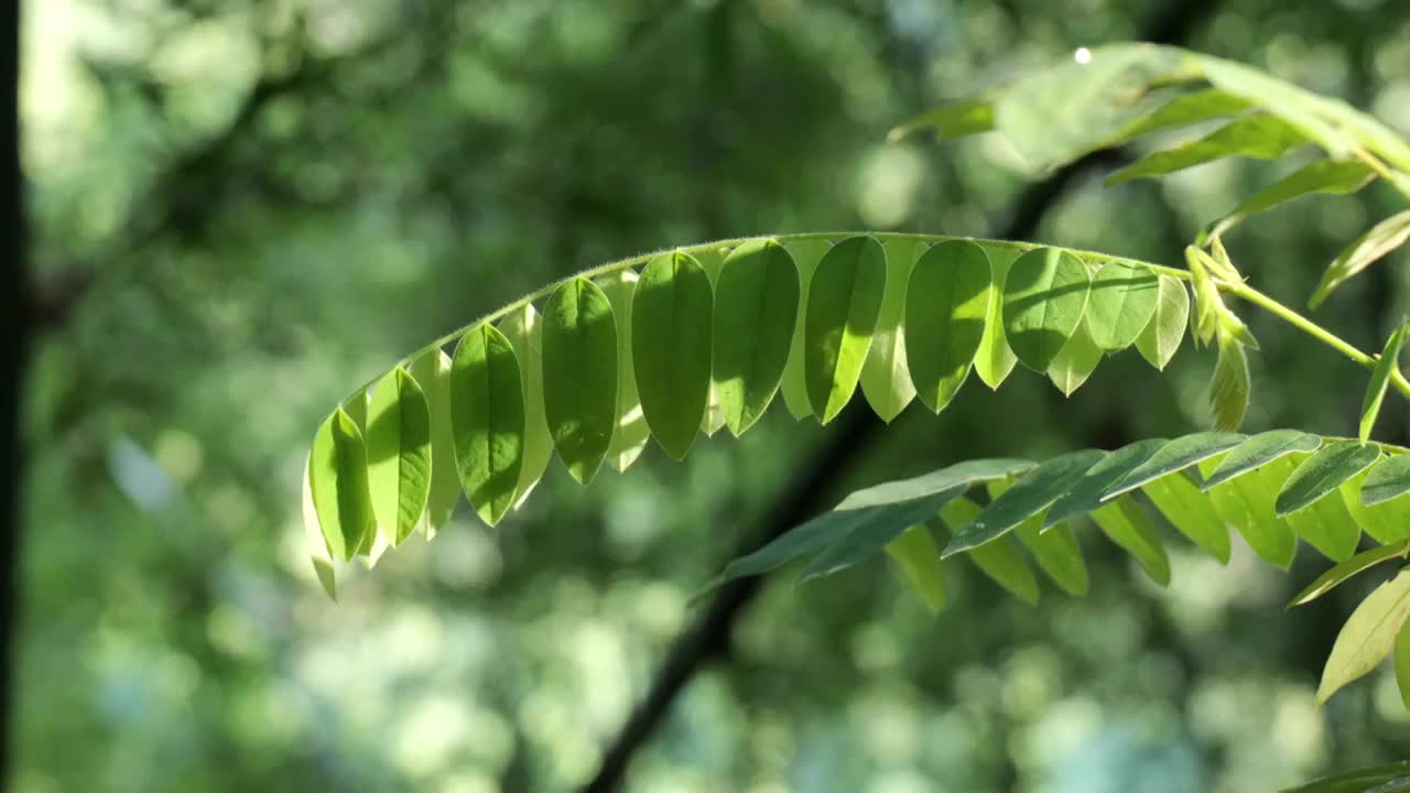 夏天阳光穿过绿叶视频素材