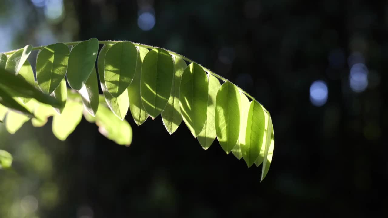 夏天阳光穿过绿叶视频素材