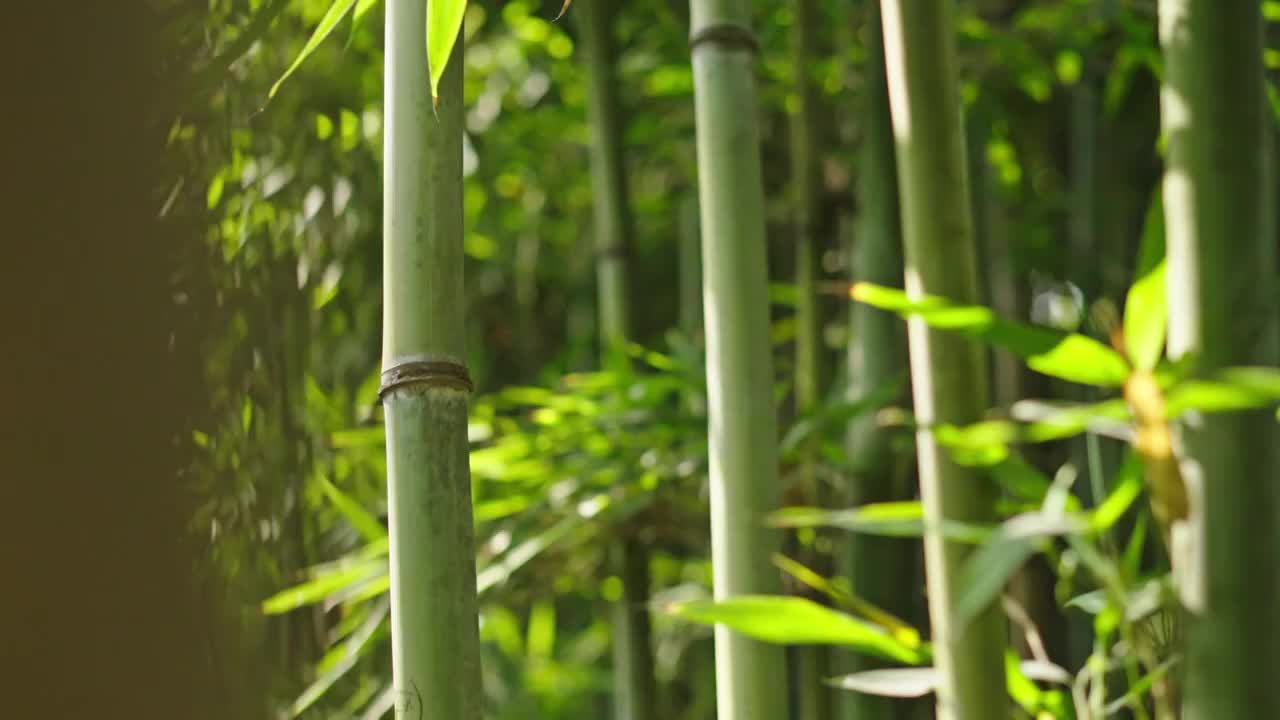 穿梭竹林视频素材