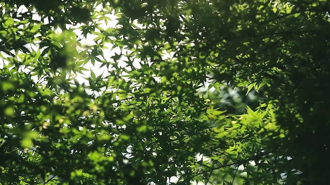 夏天的清晨阳光照射进树叶丛中的景象视频素材