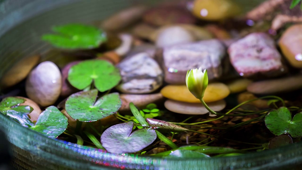 小睡莲开花过程视频下载