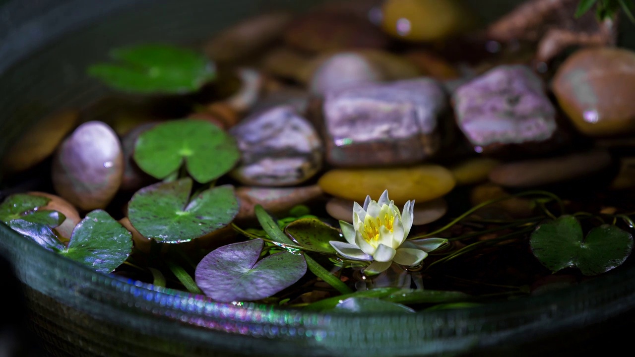 小睡莲开花过程视频下载