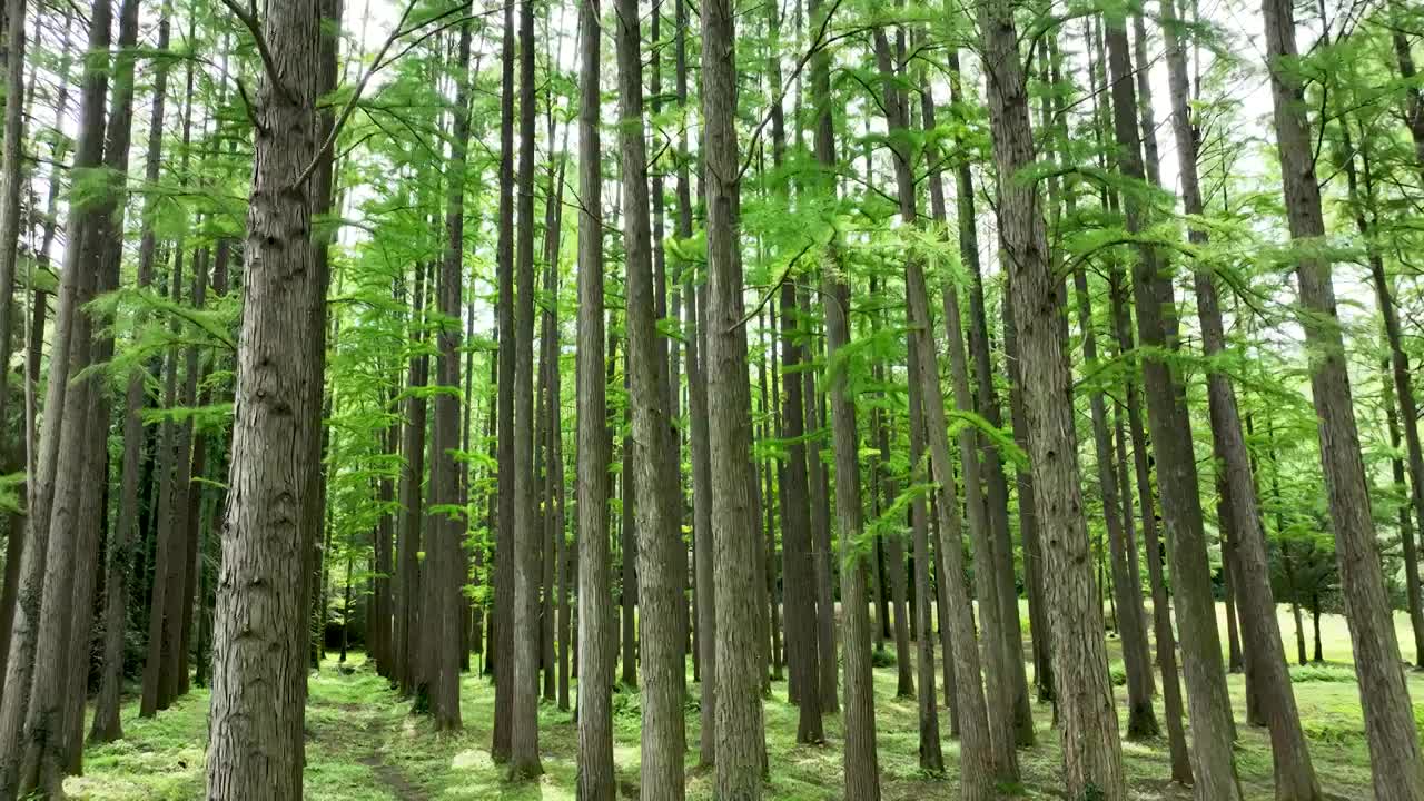 夏天南京中山植物园的水杉森林光影视频素材