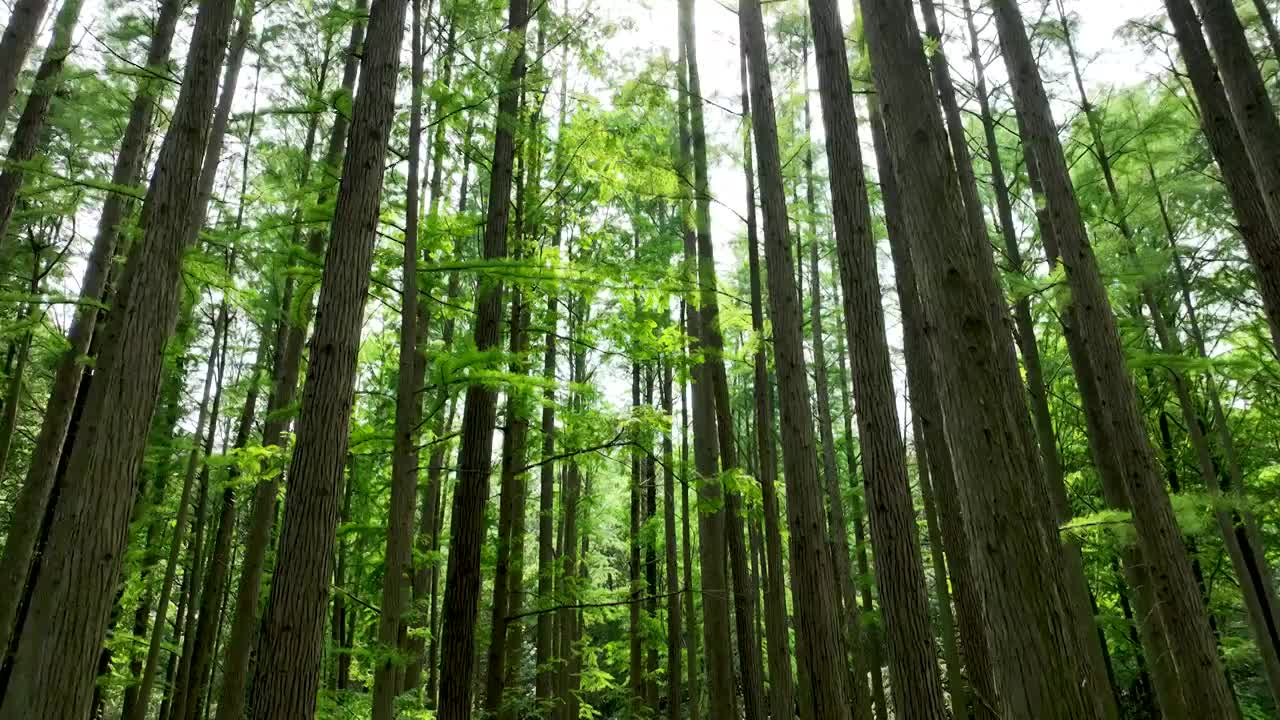 夏天南京中山植物园水杉森林的阳光光束和炫光视频素材