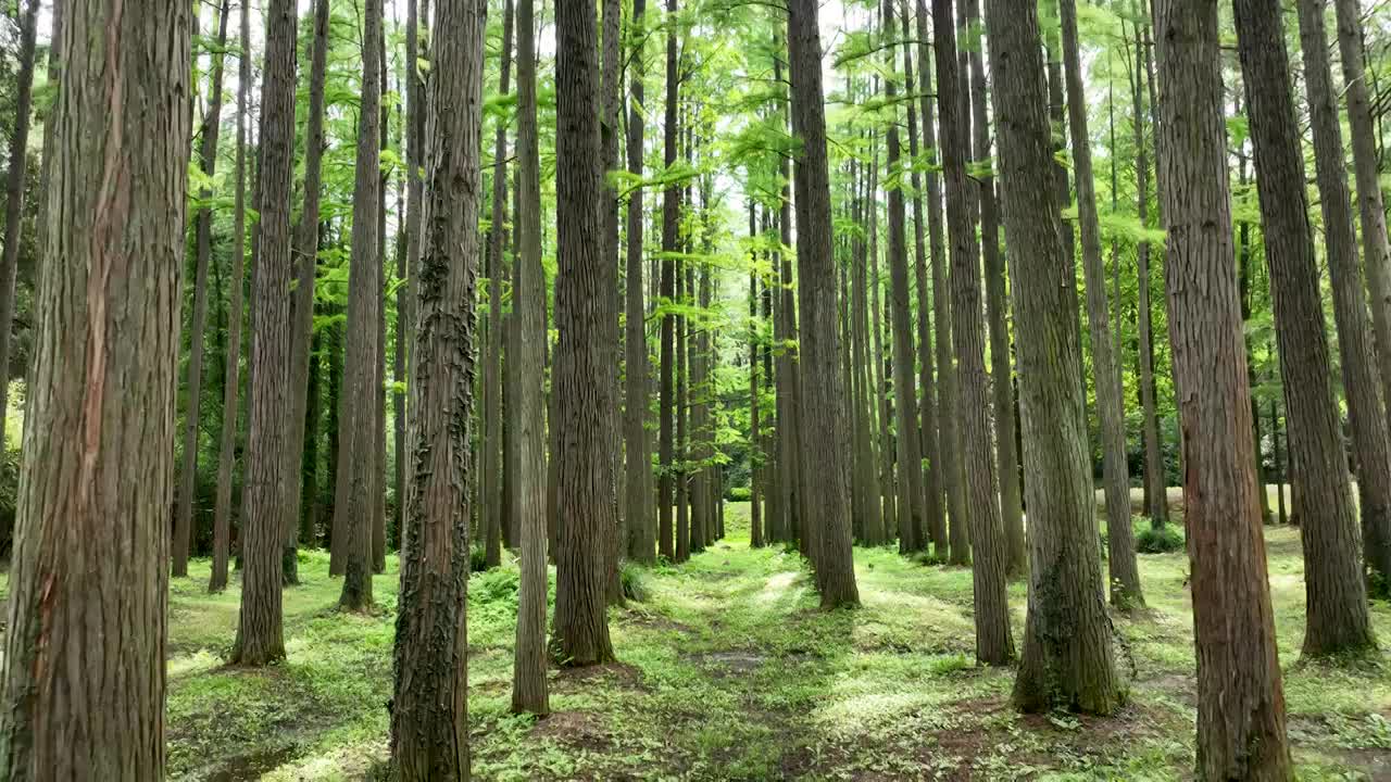 夏天南京中山植物园的水杉森林光影视频素材