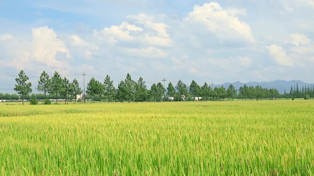 晴空下打大片即将丰收的稻田视频素材