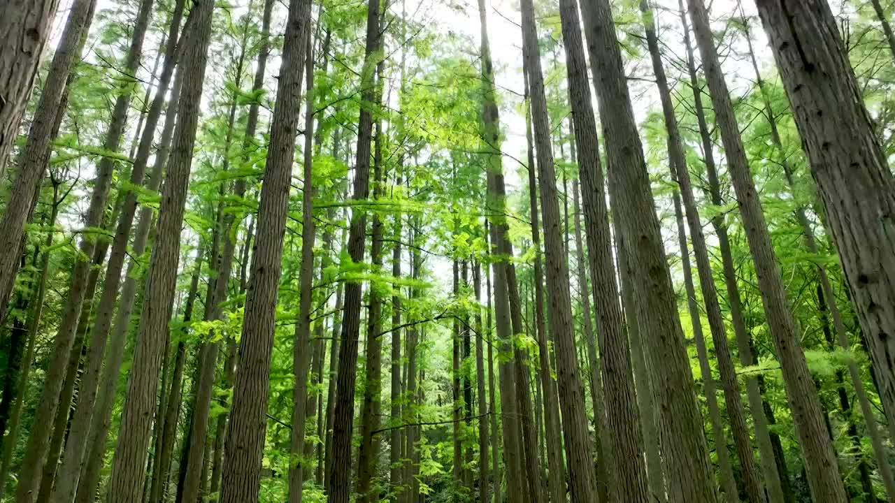 夏天南京中山植物园水杉森林的阳光光束和炫光视频素材