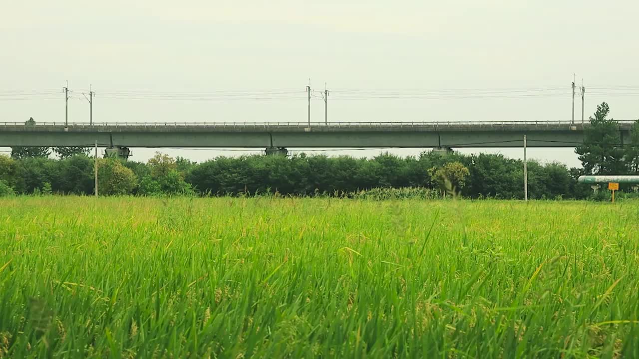 从稻田上空疾驰而过的高速列车视频素材