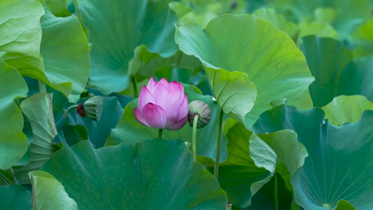 荷花花开延时视频素材